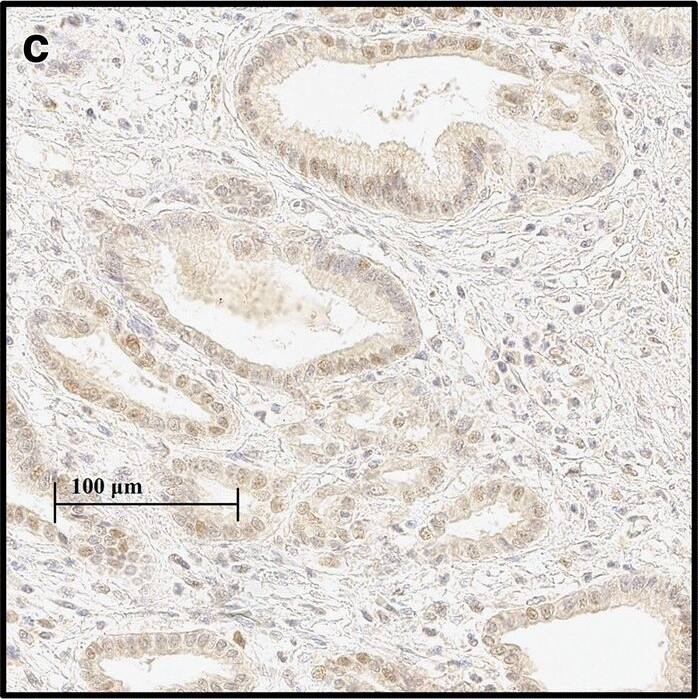 HIF-1 alpha Antibody (H1alpha67)