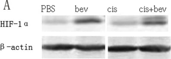 HIF-1 alpha Antibody (H1alpha67)