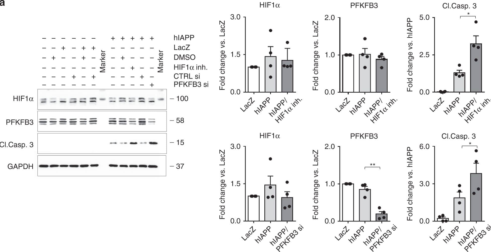 HIF-1 alpha Antibody (H1alpha67)