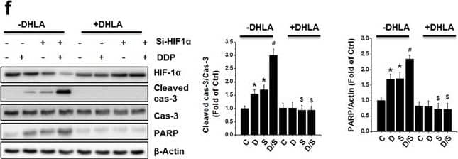 HIF-1 alpha Antibody (H1alpha67)