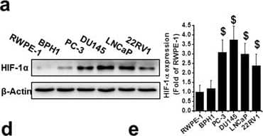 HIF-1 alpha Antibody (H1alpha67)