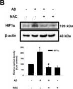 HIF-1 alpha Antibody (H1alpha67)