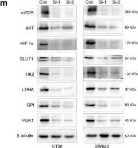 HIF-1 alpha Antibody (H1alpha67)