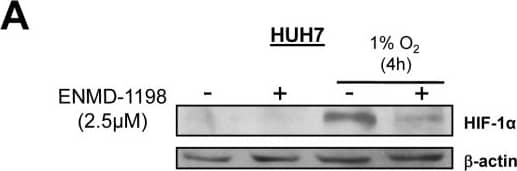 HIF-1 alpha Antibody (H1alpha67)