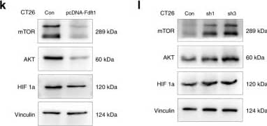 HIF-1 alpha Antibody (H1alpha67)