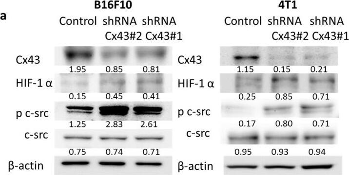 HIF-1 alpha Antibody (H1alpha67)