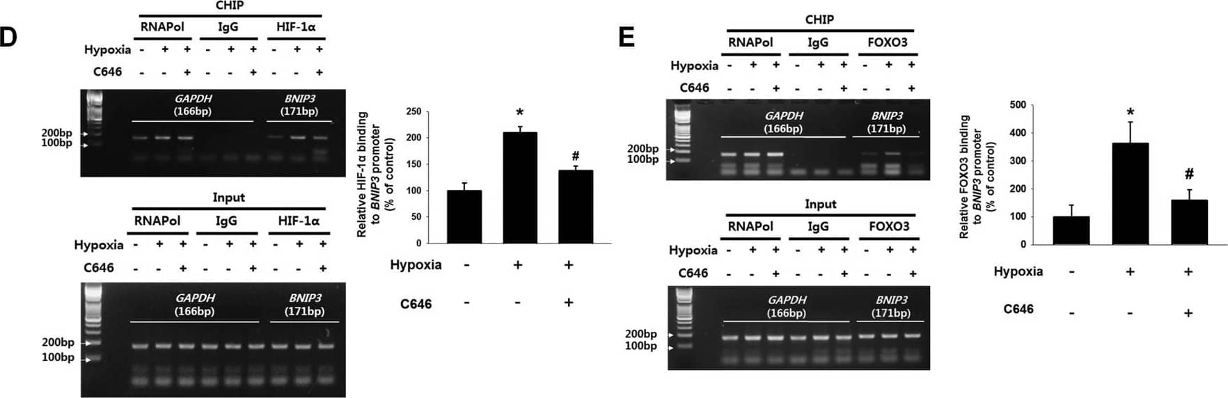 HIF-1 alpha Antibody (H1alpha67)