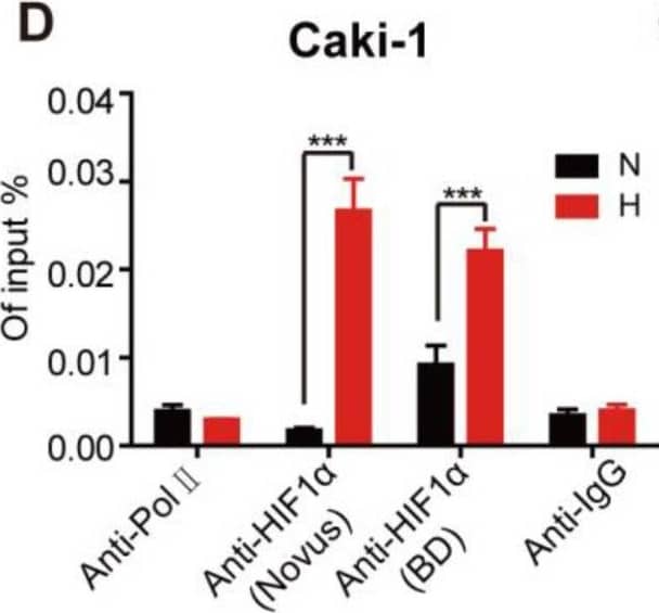 HIF-1 alpha Antibody (H1alpha67)