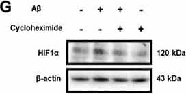 HIF-1 alpha Antibody (H1alpha67)