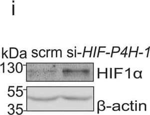HIF-1 alpha Antibody (H1alpha67)