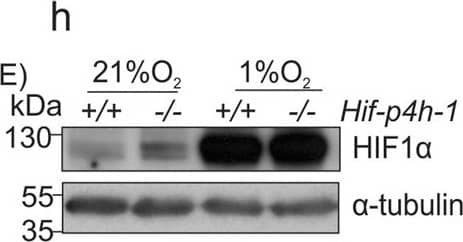 HIF-1 alpha Antibody (H1alpha67)