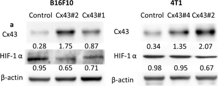 HIF-1 alpha Antibody (H1alpha67)
