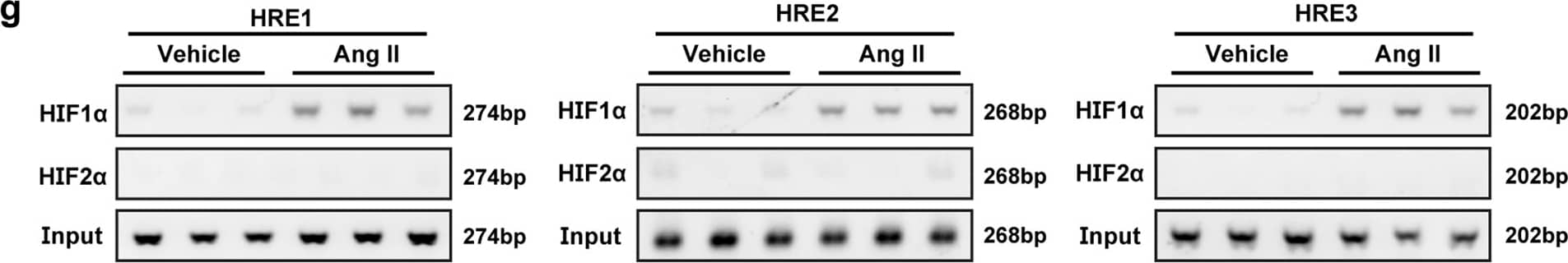 HIF-1 alpha Antibody (H1alpha67)