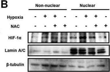 HIF-1 alpha Antibody (H1alpha67)
