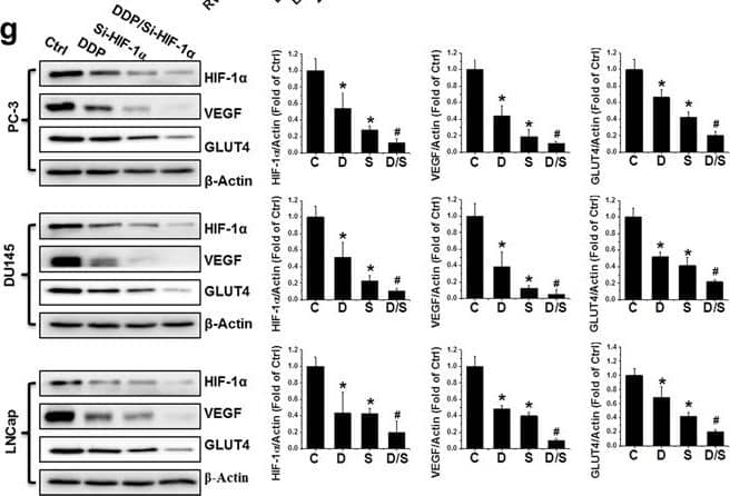 HIF-1 alpha Antibody (H1alpha67)