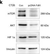 HIF-1 alpha Antibody (H1alpha67)