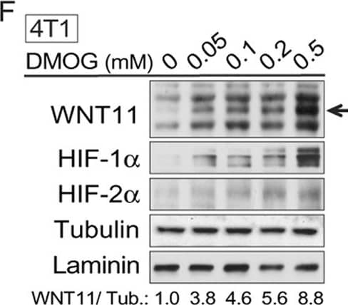 HIF-1 alpha Antibody (H1alpha67)