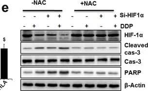 HIF-1 alpha Antibody (H1alpha67)
