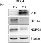 HIF-1 alpha Antibody (H1alpha67)