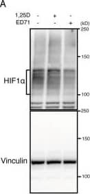 HIF-1 alpha Antibody (H1alpha67)