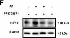 HIF-1 alpha Antibody (H1alpha67)