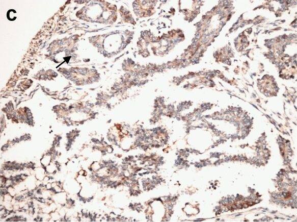 OGG1 Antibody - BSA Free