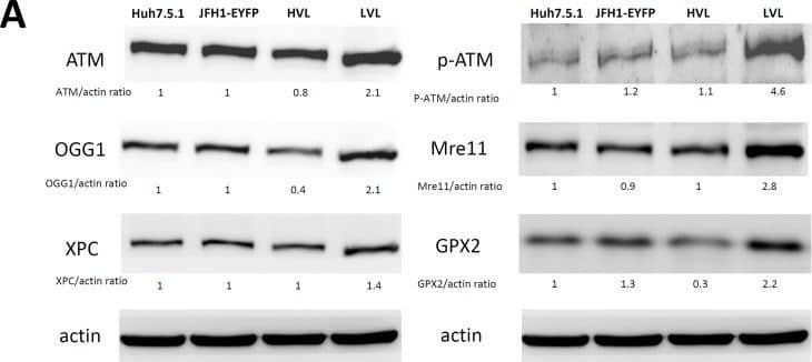 OGG1 Antibody - BSA Free