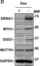 OGG1 Antibody - BSA Free