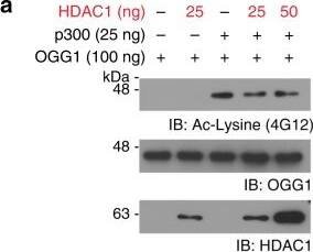 OGG1 Antibody - BSA Free