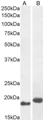 ARL2 Antibody