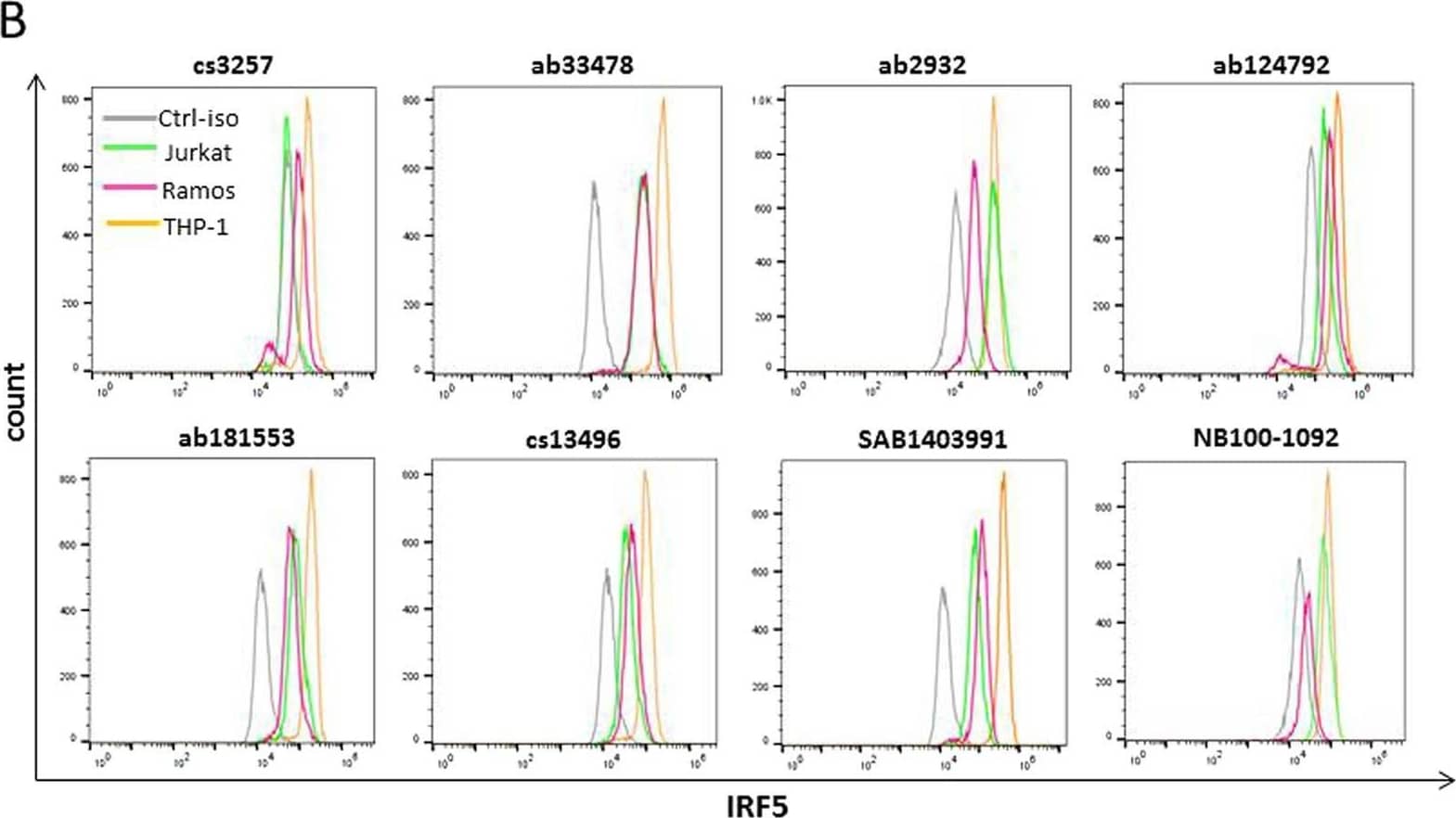 IRF5 Antibody