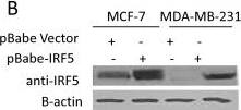 IRF5 Antibody