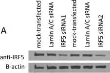 IRF5 Antibody