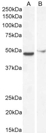 FOXG1 Antibody