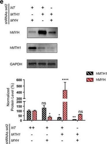 MTH1 Antibody - BSA Free
