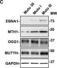 MTH1 Antibody - BSA Free