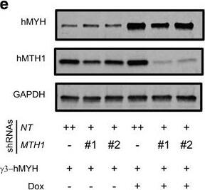 MTH1 Antibody - BSA Free