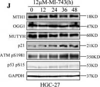 MTH1 Antibody - BSA Free