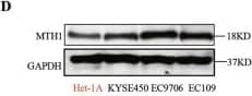 MTH1 Antibody - BSA Free