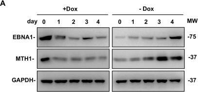 MTH1 Antibody - BSA Free