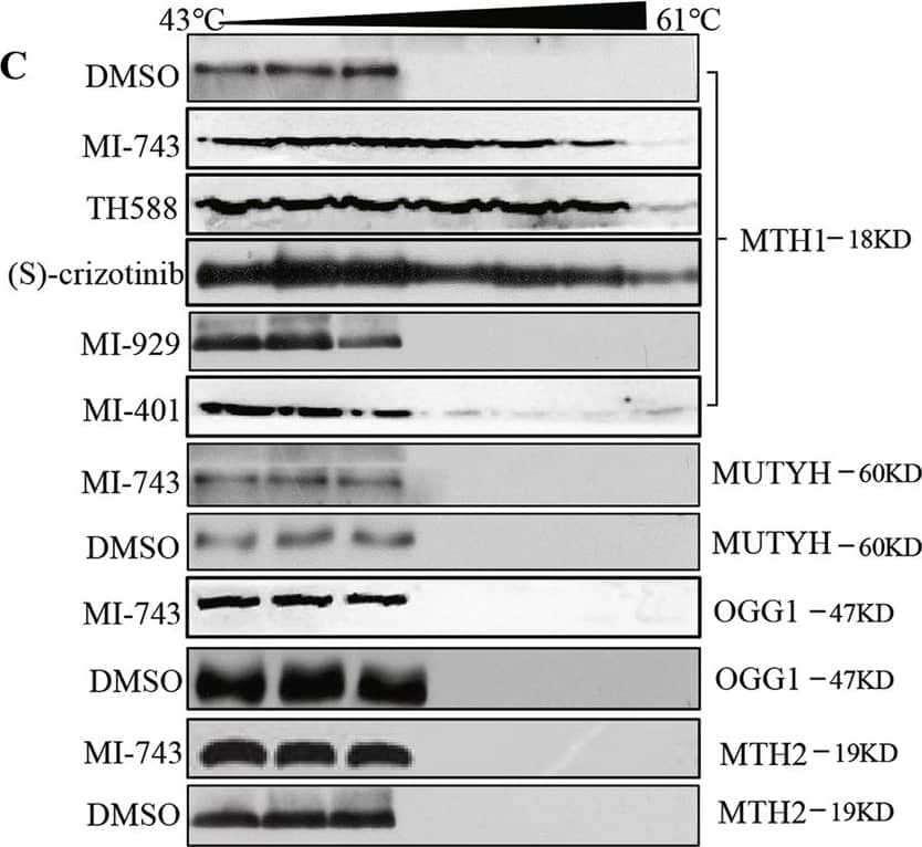 MTH1 Antibody - BSA Free