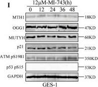 MTH1 Antibody - BSA Free
