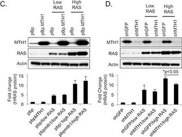 MTH1 Antibody - BSA Free