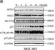MTH1 Antibody - BSA Free