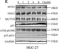 MTH1 Antibody - BSA Free