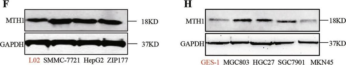MTH1 Antibody - BSA Free