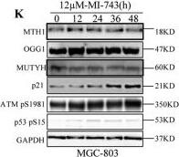 MTH1 Antibody - BSA Free