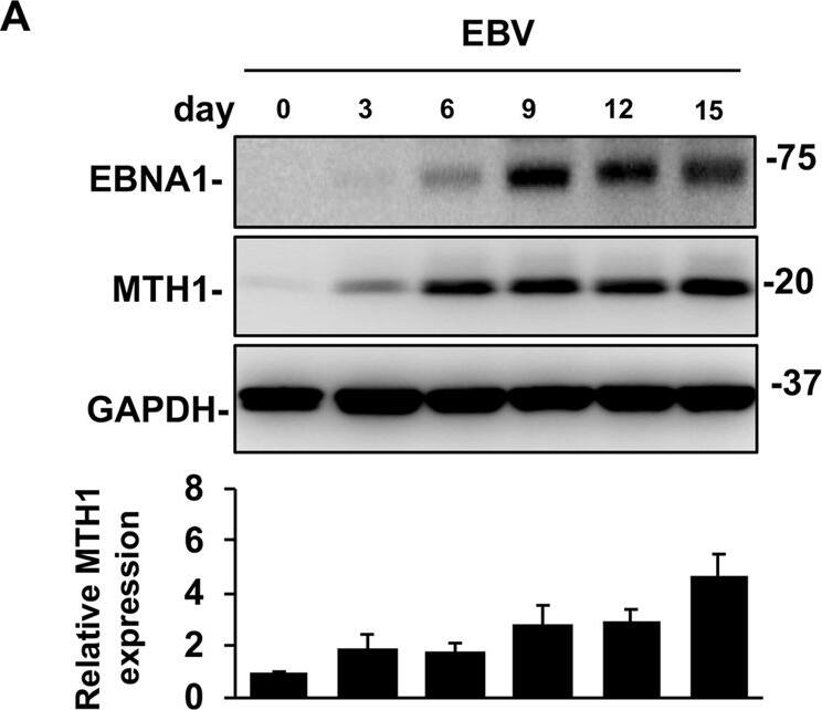 MTH1 Antibody - BSA Free