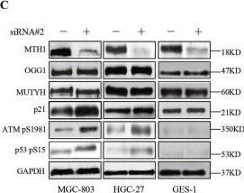 MTH1 Antibody - BSA Free