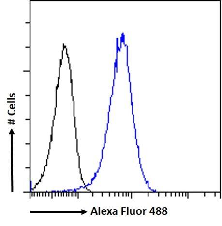 Dynactin Subunit 1/DCTN1 Antibody